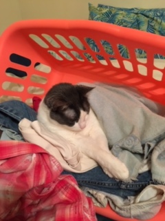 grayson helps w laundry